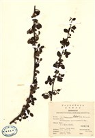 藏品(玉山舖地蜈蚣)的圖片